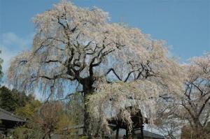 第7回いずみざき桜ウォーク当日09 『第7回いずみざき桜ウォーク当日09』の画像