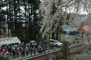 第7回いずみざき桜ウォーク当日10 『第7回いずみざき桜ウォーク当日10』の画像