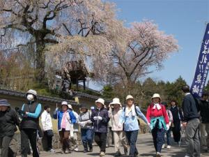第7回いずみざき桜ウォーク当日12 『第7回いずみざき桜ウォーク当日12』の画像