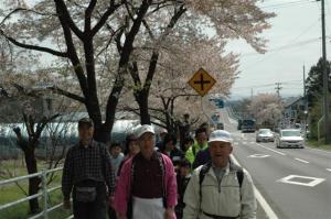 第7回いずみざき桜ウォーク当日14 『第7回いずみざき桜ウォーク当日14』の画像