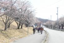 第16回いずみざき桜ウォークが開催されました。