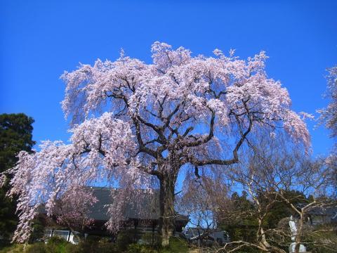 『昌建寺枝垂れ桜4月15日(火）』の画像
