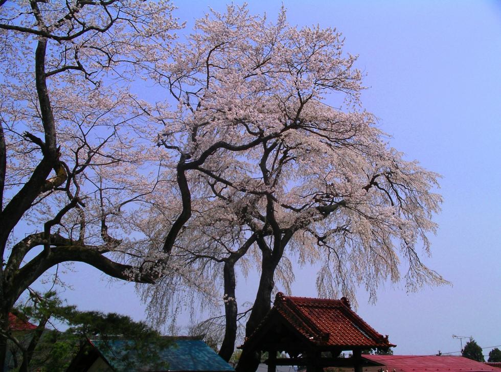 常願寺の桜