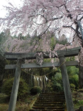 愛宕神社のしだれ桜