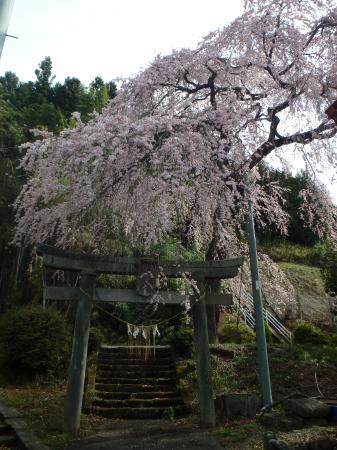 愛宕神社　しだれ桜