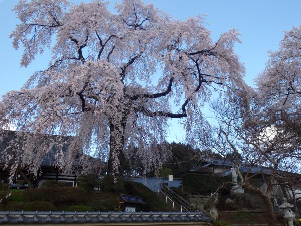 昌建寺の桜正面