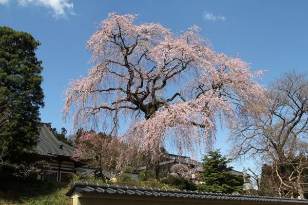 昌建寺の桜斜め