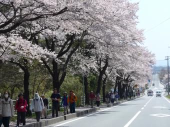 桜ウォーク　保健センター前