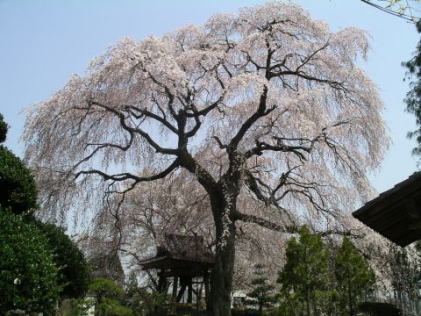 昌建寺のしだれ桜