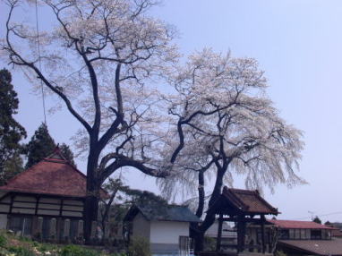 常願寺のしだれ桜