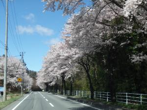 県道沿いの桜並木