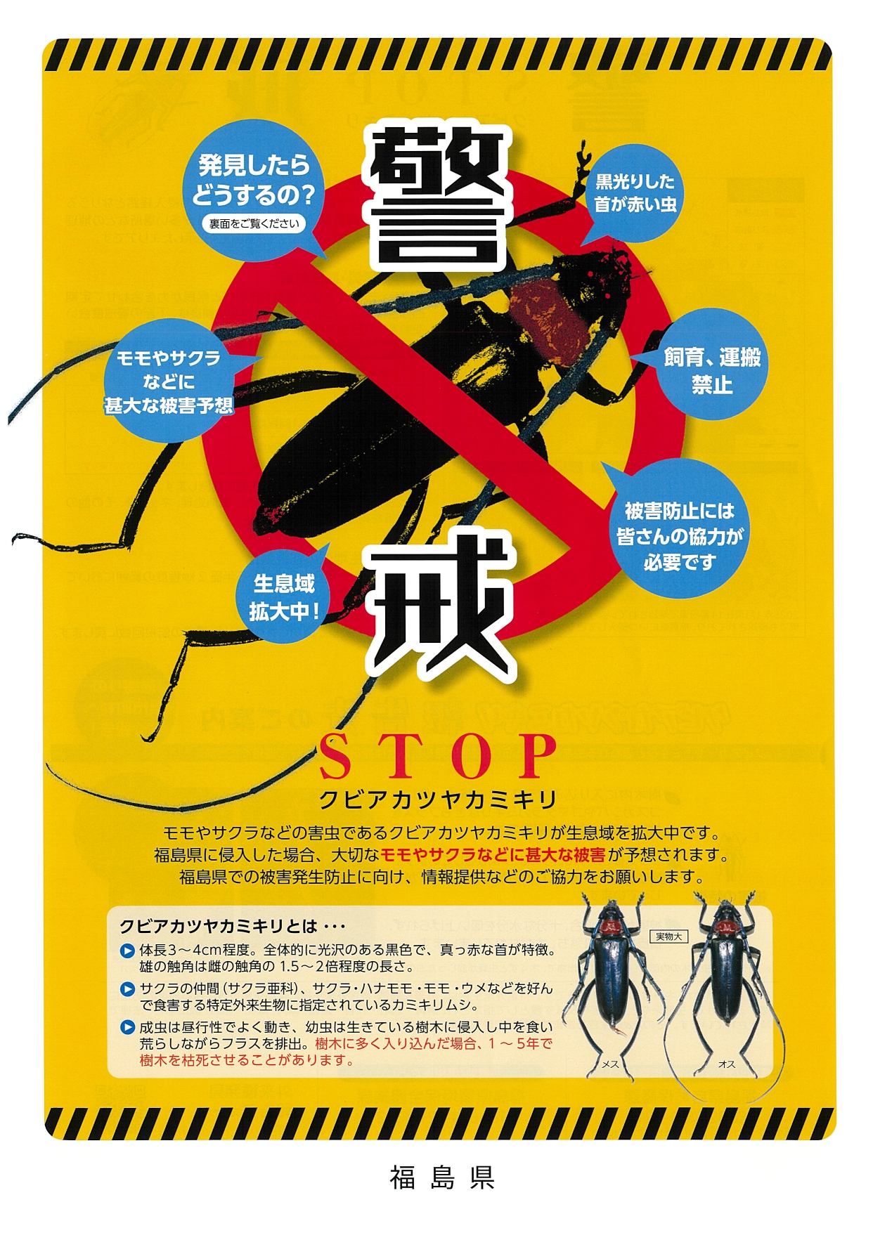 クビアカツヤカミキリ