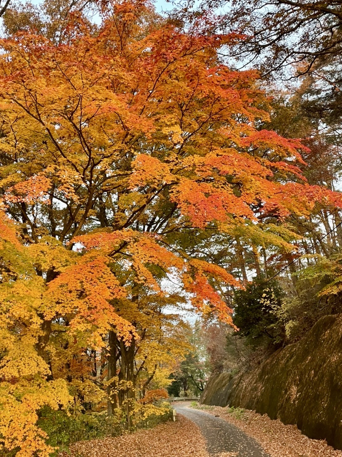 04　文化教育長賞（烏峠のくだり道）