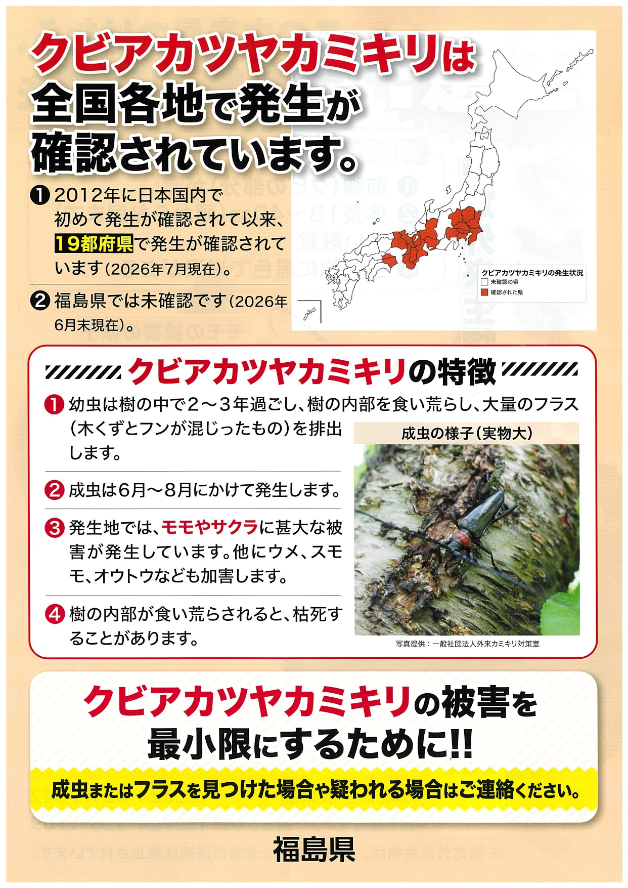 クビアカツヤカミキリ注意喚起(2)