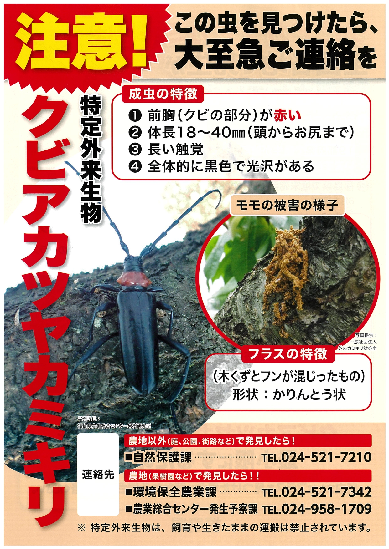 クビアカツヤカミキリ注意喚起(1)
