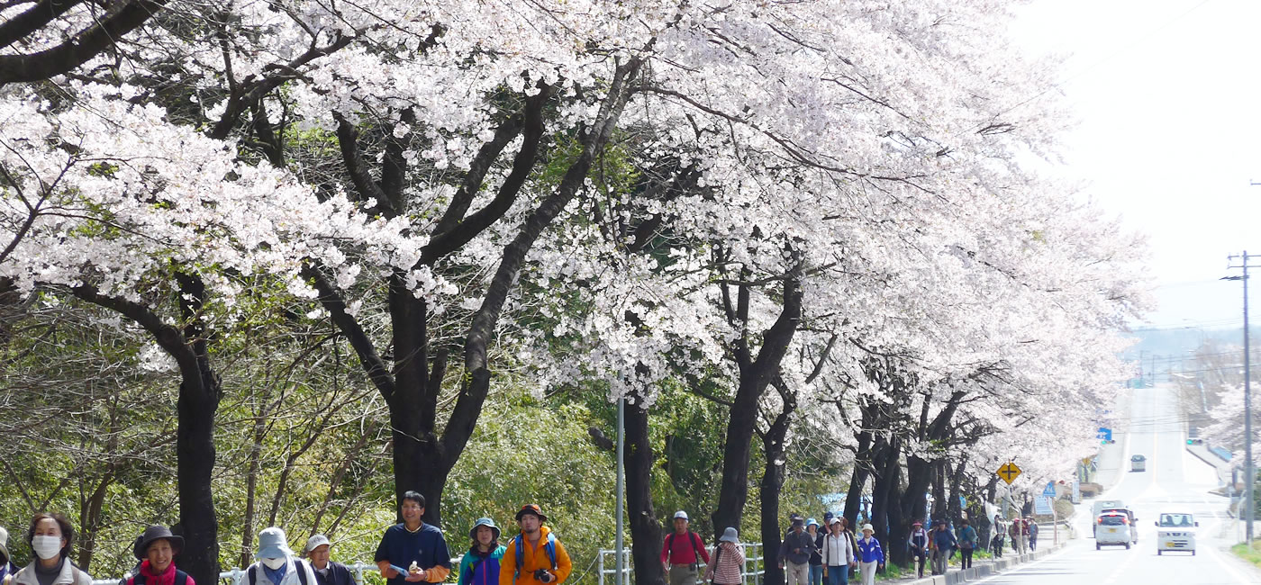 泉崎村の桜