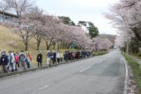 第１７回いずみざき桜ウォーク